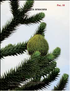 Araucaria araucana