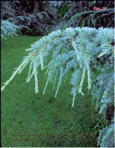 The Blue Atlas Cedar