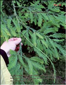 Секвойя – Sequoia Sempervirens