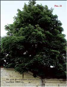 Common uninfluenced maple