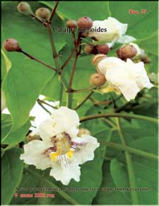 Catalpa blossoms in the beginning of June