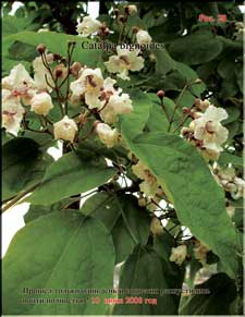 Catalpa blossoms in the beginning of June