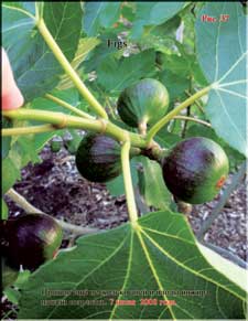 The ripening figs in June