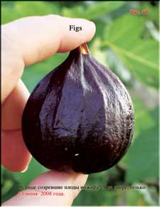 Figs in June