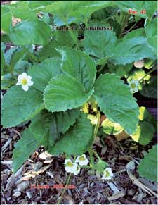 The second yield of strawberries