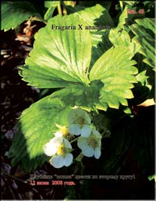 The second yield of strawberries