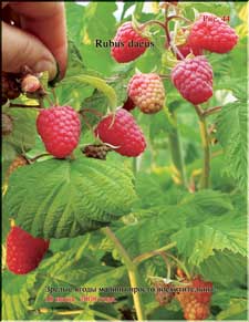 Raspberries in the beginning of June