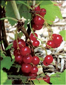 Red currant in June