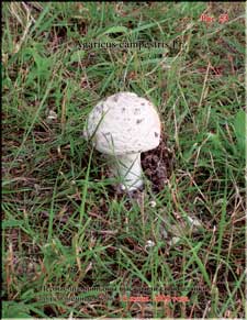 Champignons in June