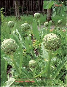 Giant artichoke