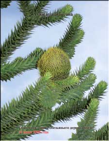 Monkey tree cones in June