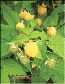 Yellow raspberry in June