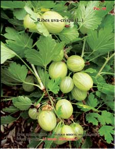 Gooseberries