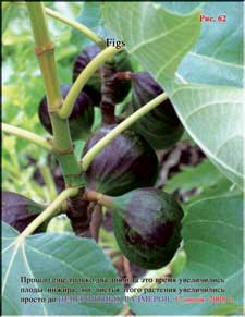 Figs