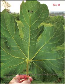 Enormous fig tree leaves