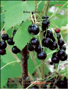 Black currant in June