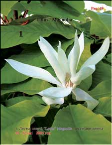 Magnolia Lotus leaves 3 years ago