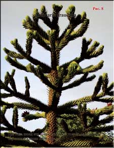 Araucaria araucana