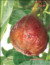 The fig tree – Ficus carica L.