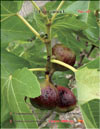 The fig tree – Ficus carica L.