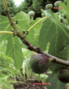 Инжир – Ficus carica L.