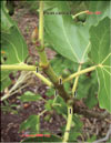 The fig tree – Ficus carica L.