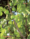 Ficus carica L.