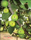 The fig tree – Ficus carica L.