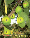 The fig tree – Ficus carica L.