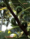 Ficus carica L.