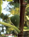 Ficus carica L.