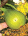 Инжир – Ficus carica L.