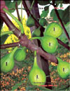 The fig tree – Ficus carica L.