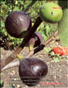 The fig tree – Ficus carica L.