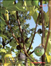 The fig tree – Ficus carica L.