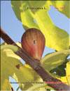 Ficus carica L.