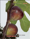 The fig tree – Ficus carica L.