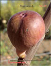 The fig tree – Ficus carica L.