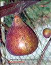 Инжир – Ficus carica L.