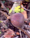 The fig tree – Ficus carica L.