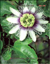 Passiflora Caeruela