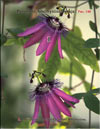 Passiflora Amethystina