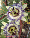 Passiflora Sayonara