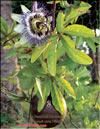 Passiflora Sayonara