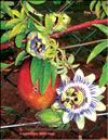 Passiflora Sayonara