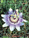 Passiflora Sayonara