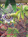 Пассифлора – Passiflora Sayonara