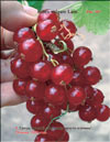 the red currant – Ribes vulgare Lam