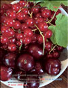 The red currants – Ribes vulgare Lam