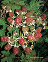 the blackberries – Rubus Caesius